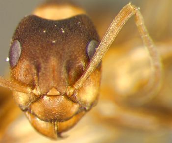 Media type: image;   Entomology 21730 Aspect: head frontal view